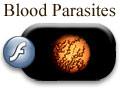 Blood Parasites Flash